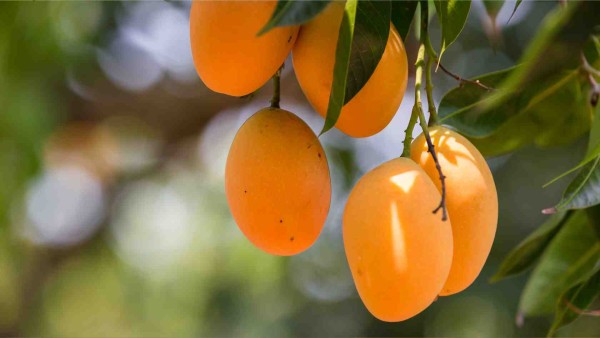 Transforming the King of Fruits into a Processing Plant Powerhouse in Madhya Pradesh