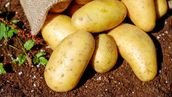 Transforming Potatoes into Gold in Madhya Pradesh